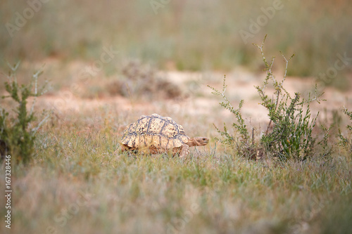 Leopard tortoise  Stigmochelys pardalis in its natural environment  low angle  wildlife photography in Kgalagadi transfrontier park  South Africa.