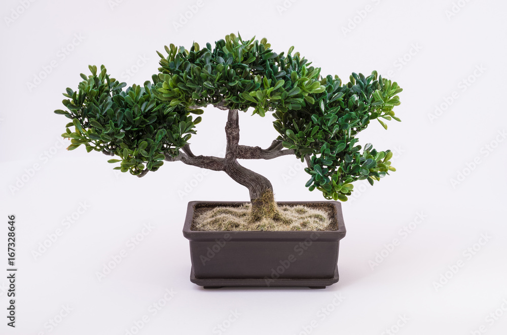 Bonsai tree on white background Bonsai tree on white background