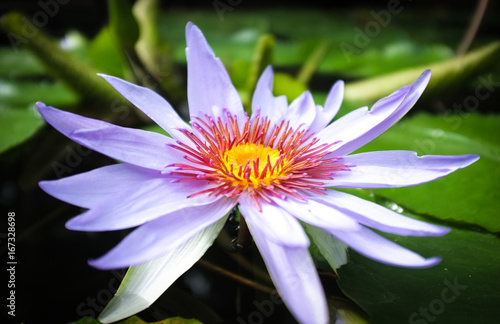 Water flower on a small lake