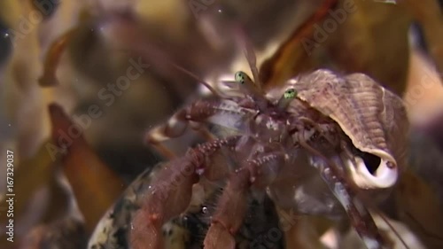Wallpaper Mural Cancer hermit crab underwater in search of food on seabed of White Sea. Unique dramaturgy pic macro video close up. Predators of marine life on background of pure clear clean water stones. Torontodigital.ca