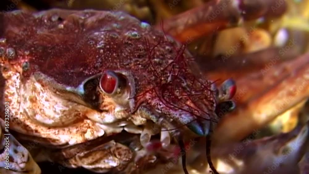 Crab hios underwater in search of food on seabed of White Sea Russia. Unique video close up. Predators of marine life on background of pure and transparent water stones. Crab hios underwater in search of food on seabed of White Sea Russia. Unique video close up. Predators of marine life on background of pure and transparent water stones.