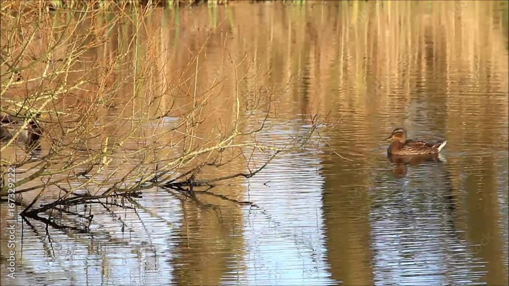 female mallard swimming in the evening sun
