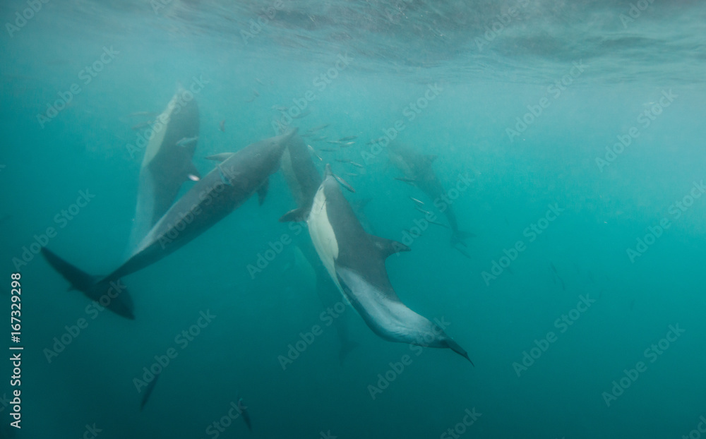 Naklejka premium Common dolphins feeding on sardines during the annual sardine run off the east coast of South Africa.