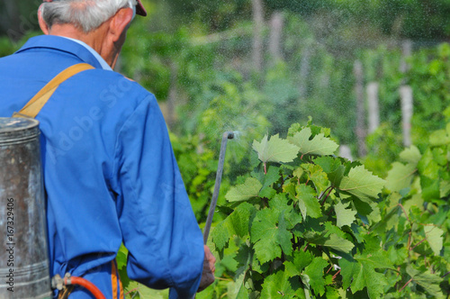 Man spraying a vineyard. Man spraying chemicals on grapes in vineyard photo