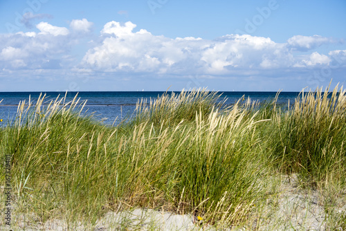 Coastline grass on Laesoe