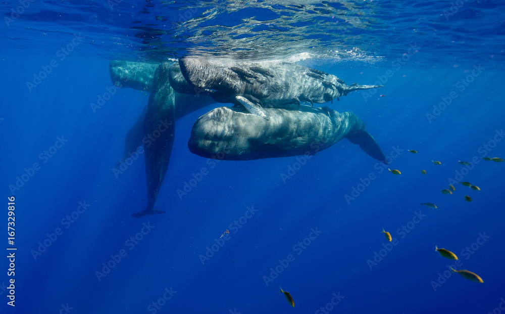 Pod of sperm whales socializing at the surface off the north western coast of Mauritius.