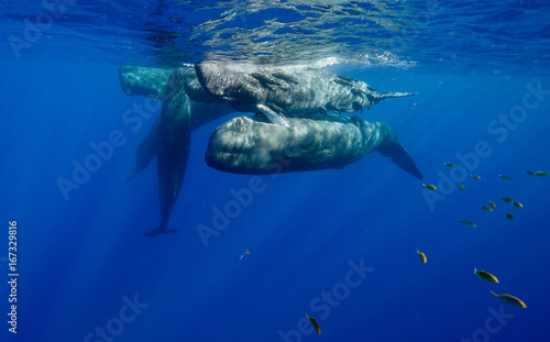 Pod of sperm whales socializing at the surface off the north western coast of Mauritius. © wildestanimal