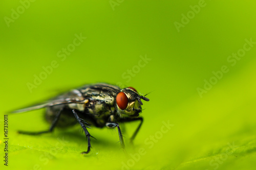 macro photography of a fly in front of a green background