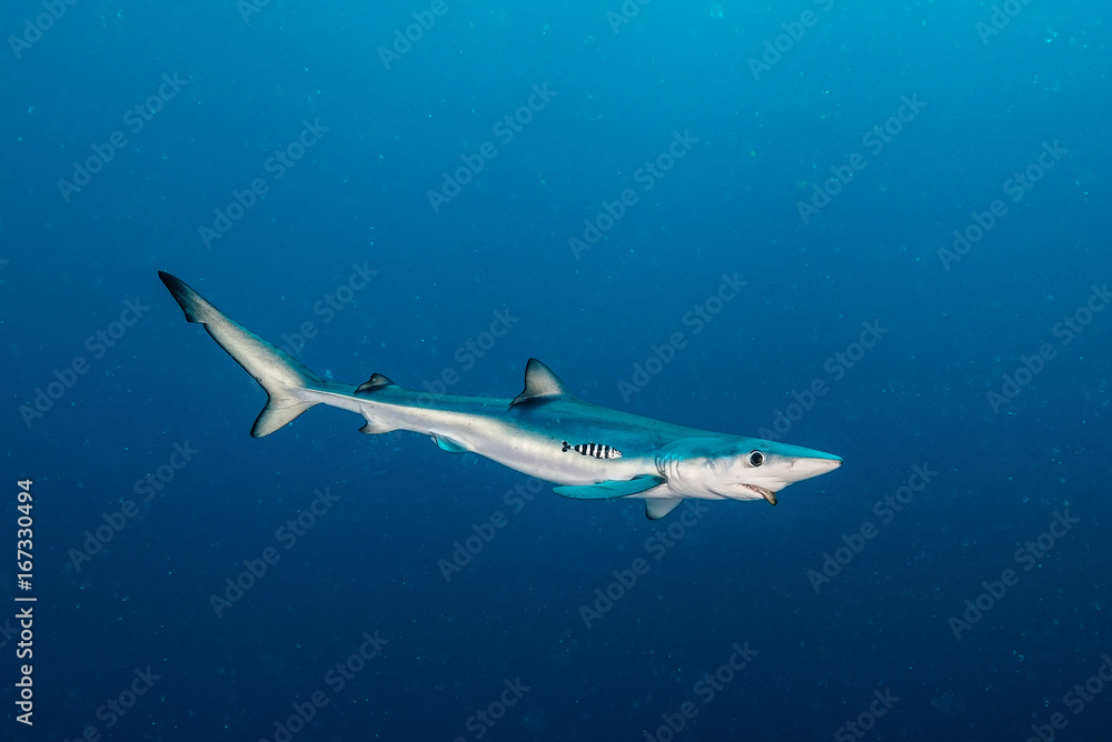 Blue shark underwater view, Cape Town, South Africa. Blue shark underwater view, Cape Town, South Africa.