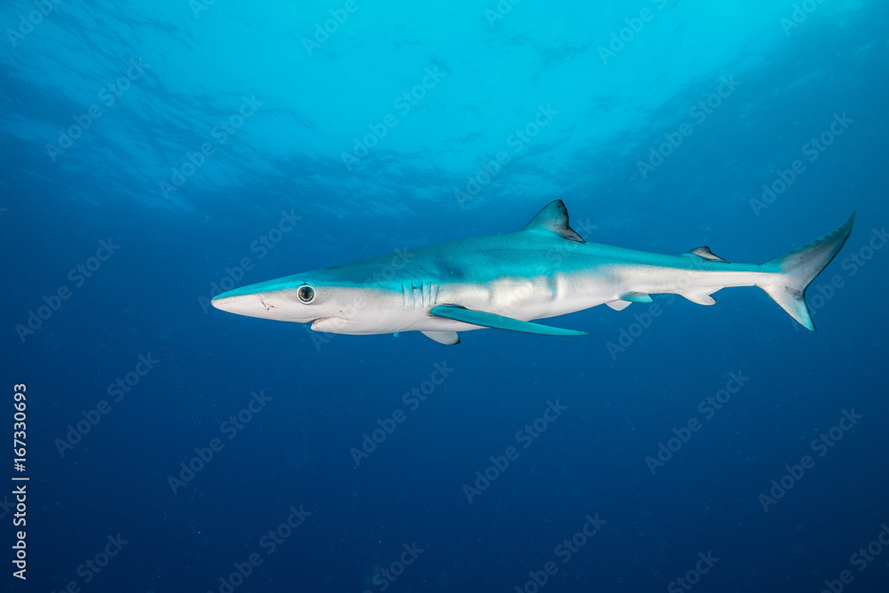 Naklejka premium Blue shark underwater view, Cape Town, South Africa.