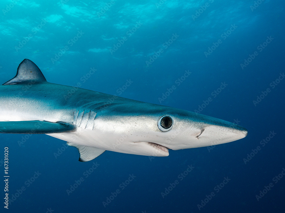 Naklejka premium Blue shark underwater view, Cape Town, South Africa.