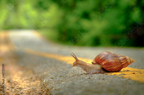 Snail crosses the yellow line on street,  Business and finance concept , success from patience ,Slow economic growth