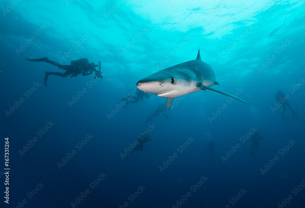 Fototapeta premium Blue shark underwater view, Cape Town, South Africa.
