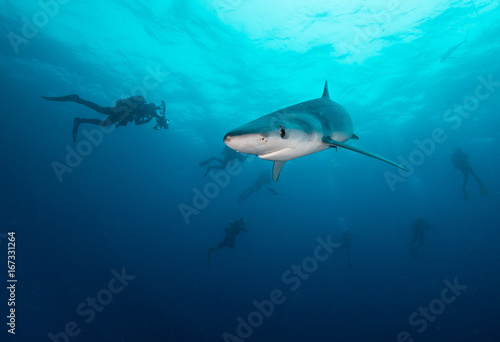Blue shark underwater view, Cape Town, South Africa. © wildestanimal