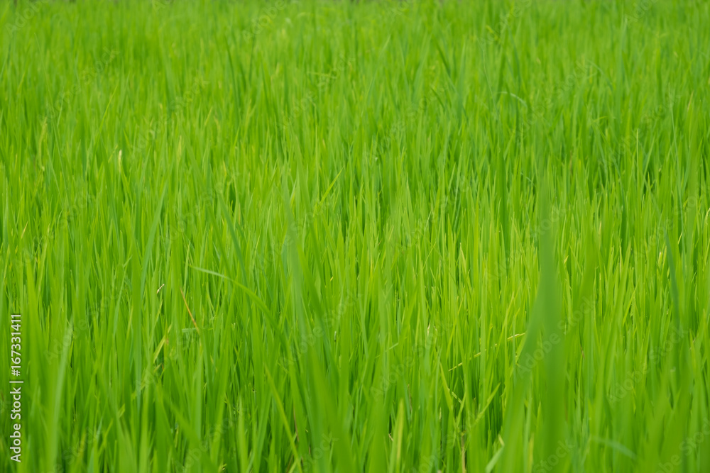 Green rice field Green rice field