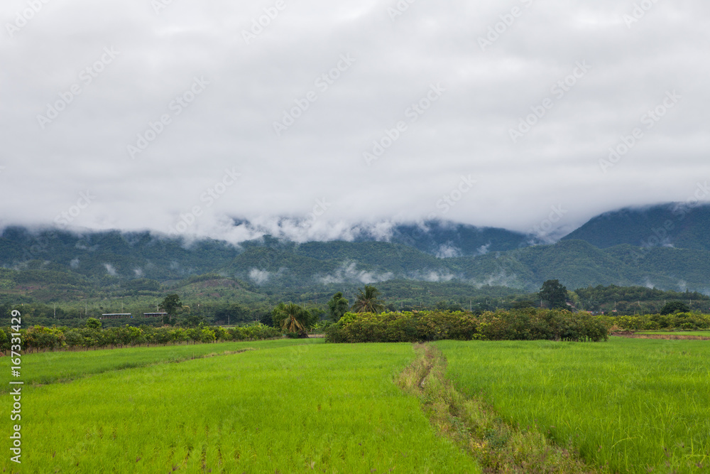 View of the rice field
