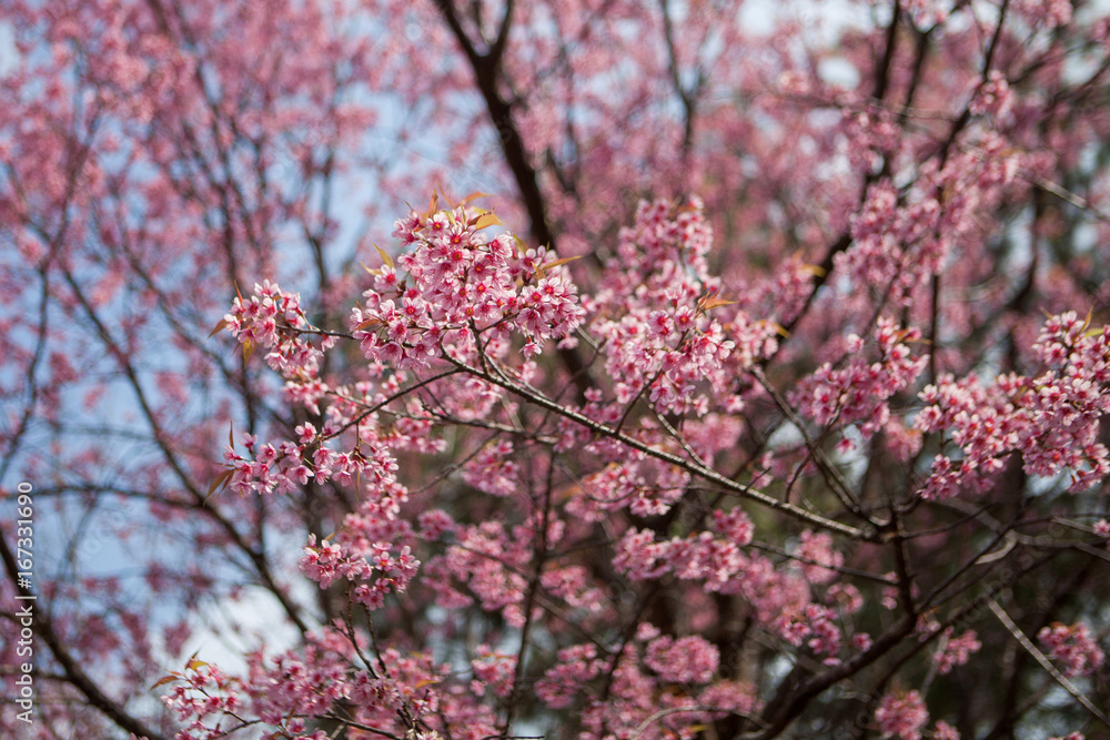 Prunus Cerasoides Prunus Cerasoides
