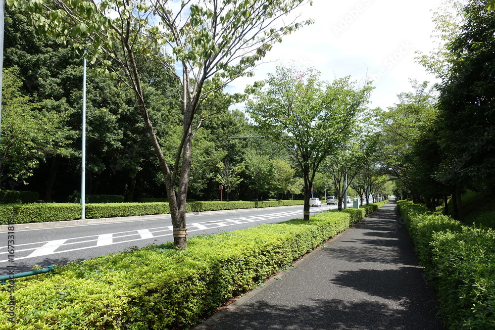 Fototapeta premium 夏の散歩