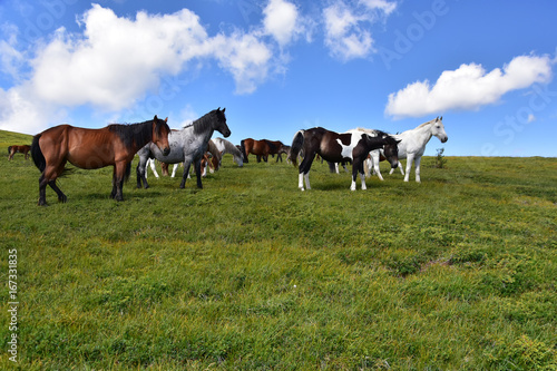 Wild horses on pasture, high Rila Mountain plateau, Bulgaria © Didi Lavchieva