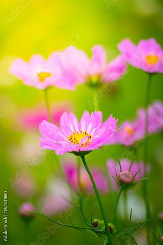 The background image of the colorful flowers