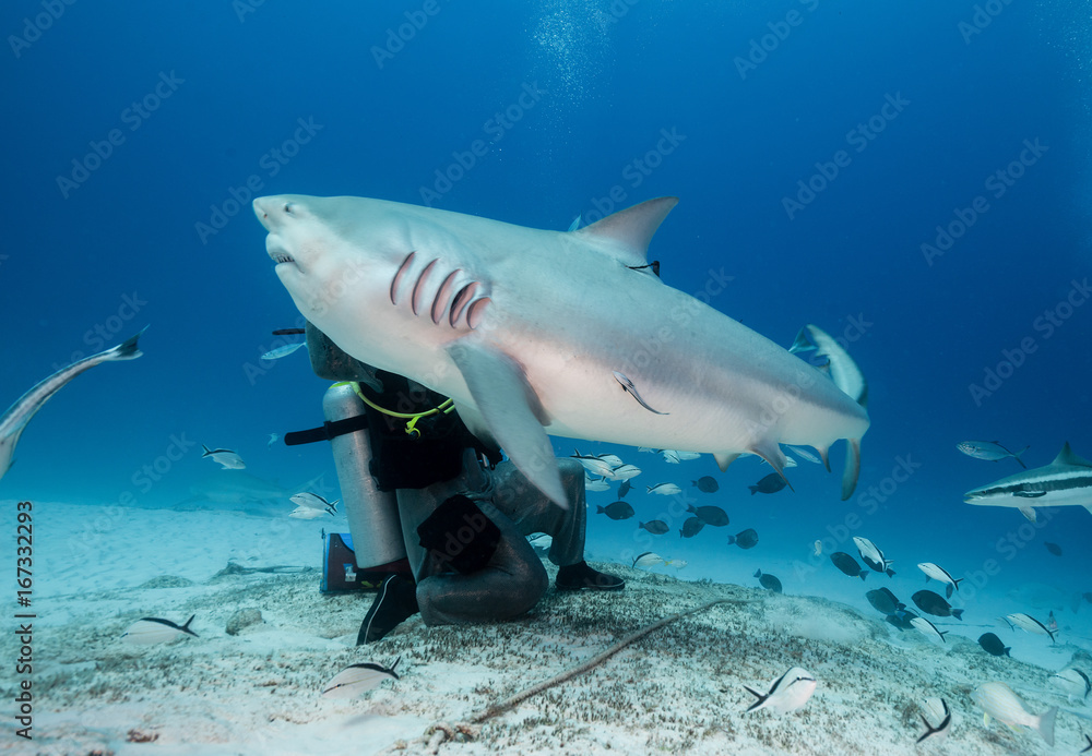 Fototapeta premium Bull shark during a shark feed dive, Playa del Carmen, Mexico.