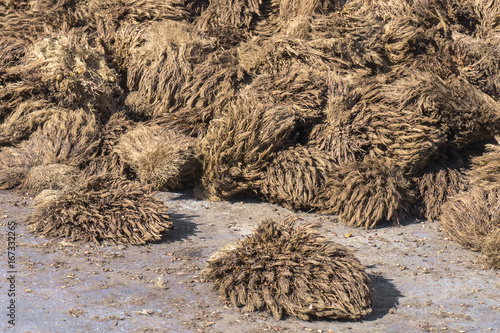 Oil palm fruits to be processed at palm oil mill
