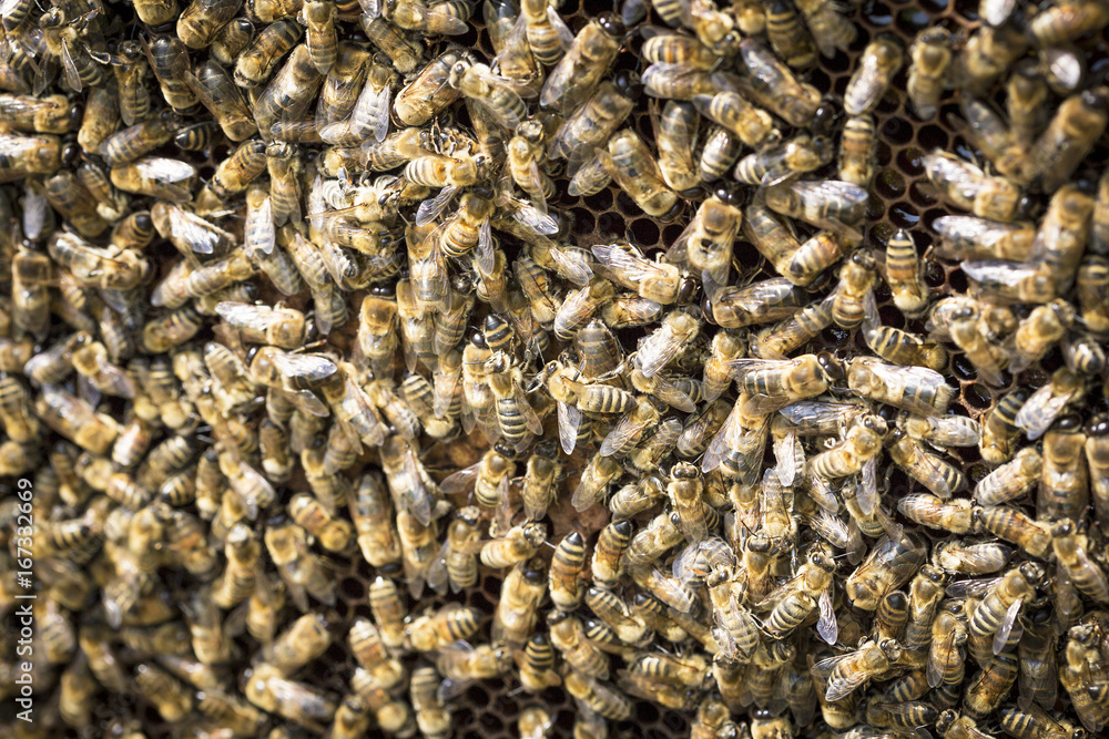 View of the working bees on honeycells View of the working bees on honeycells