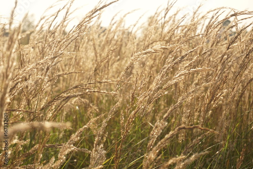 Seeds of dry grass background