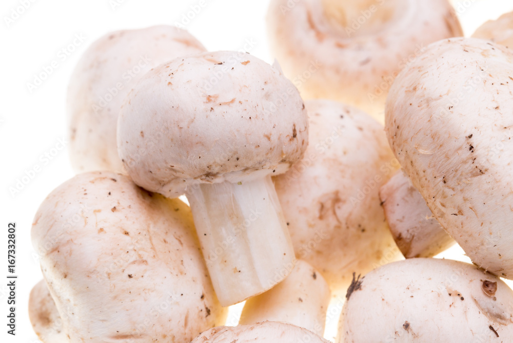 Mushrooms champignons on a white background Mushrooms champignons on a white background