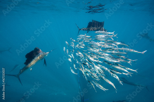 Underwater view of Atlantic sailfish feeding on sardines off the coast of Isla Mujeres, Mexico.