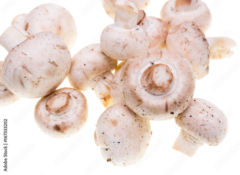Mushrooms champignons on a white background Mushrooms champignons on a white background