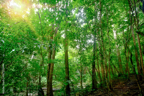 Beautiful deep forest in Erawan National Park  Kanchanaburi  Thailand
