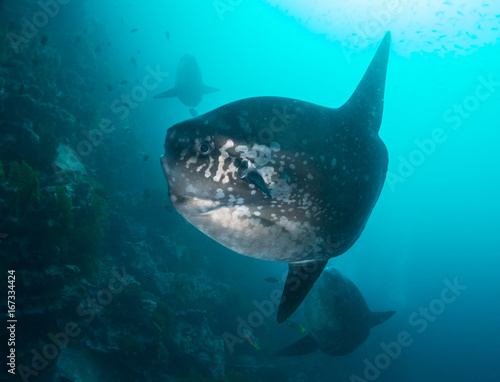 Sun fish, or mola mola, Galapagos Islands, Ecuador. © wildestanimal