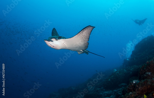 Black spotted eagle ray, Darwin Island, Galapagos Islands, Ecuador. © wildestanimal