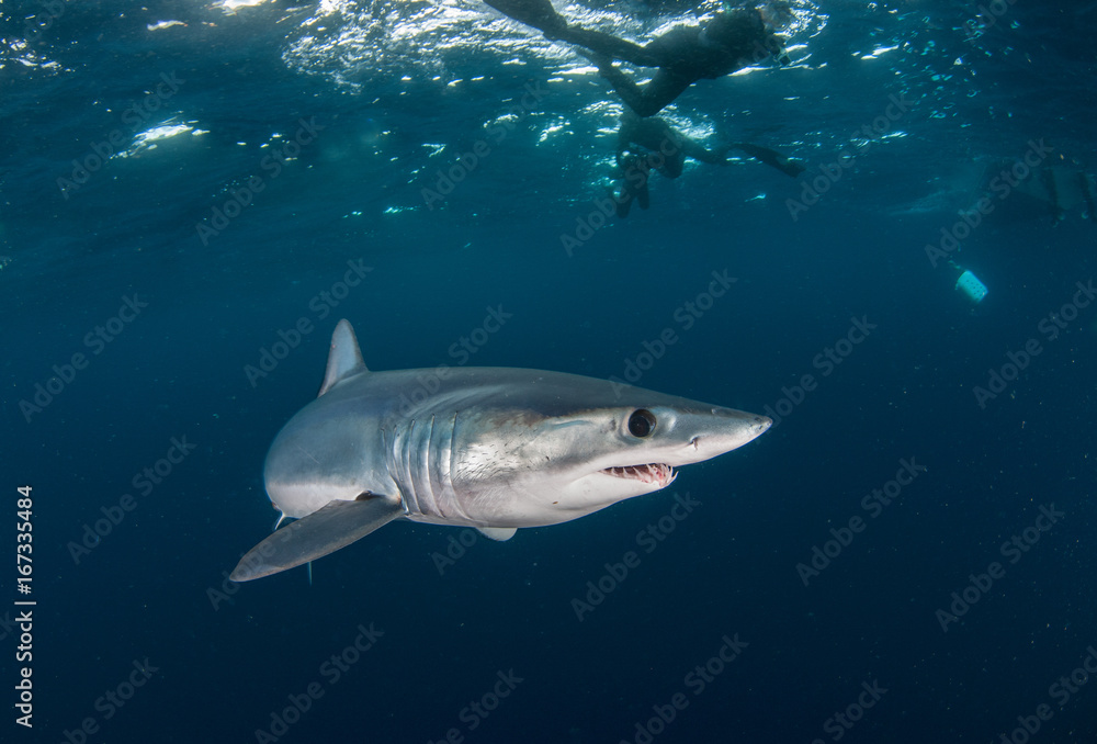 Short fin mako shark underwater view offshore from Cape Town, South Africa. Short fin mako shark underwater view offshore from Cape Town, South Africa.