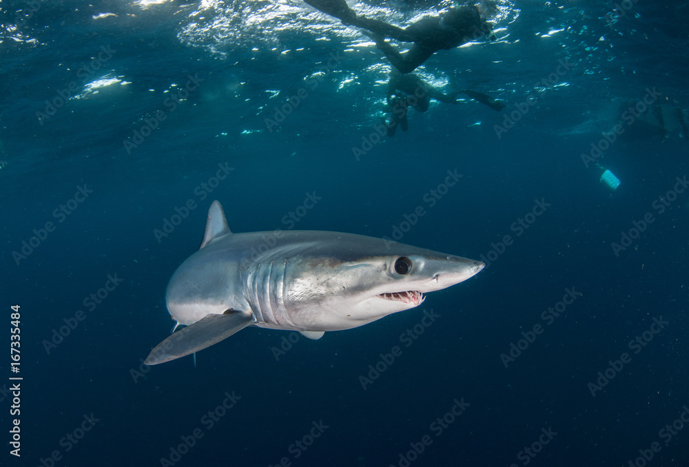 Short fin mako shark underwater view offshore from Cape Town, South Africa.