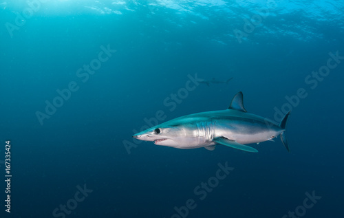 Short fin mako shark underwater view offshore from Cape Town, South Africa. photo