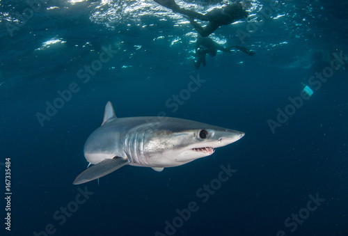 Short fin mako shark underwater view offshore from Cape Town, South Africa.