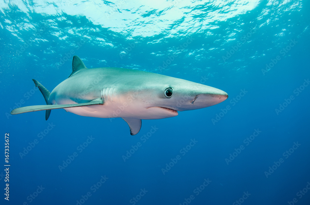 Underwater view of a blue shark, The Azores, Portugal. Underwater view of a blue shark, The Azores, Portugal.