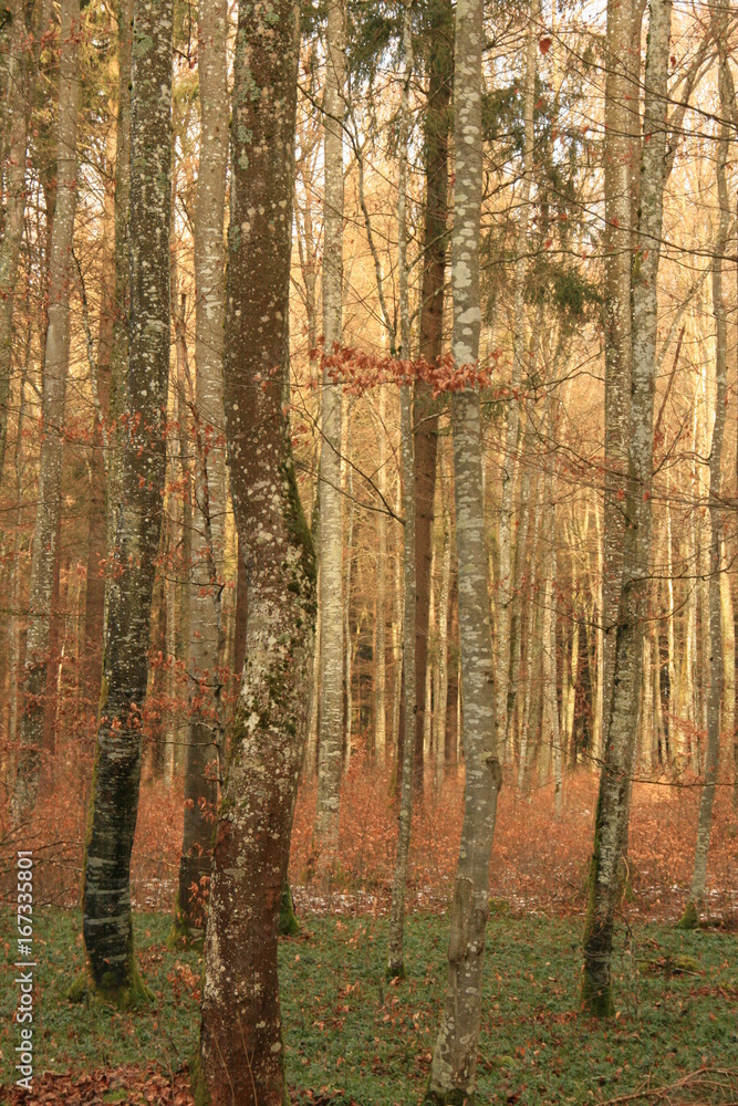 Fototapeta premium Wald