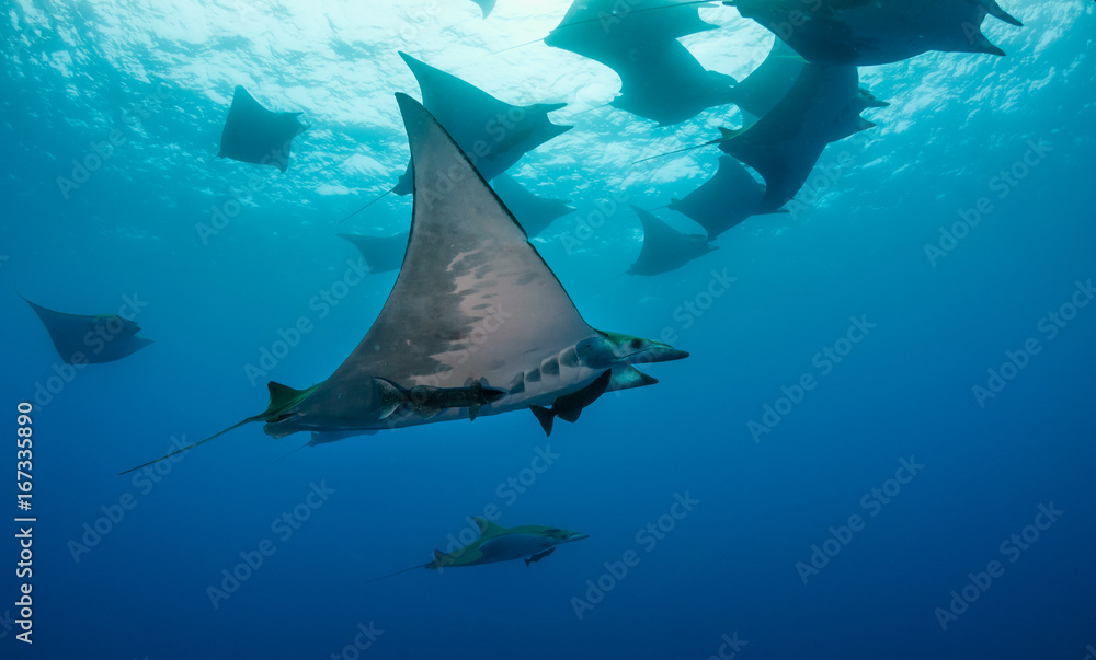 Mobula Rays Model Mobula rays at the Princess Alice Sea Mount, Pico Island, The Azores ...