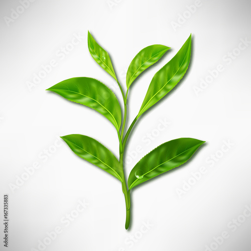 Realistic leaves of green tea. Vector 3d illustration on white background.
