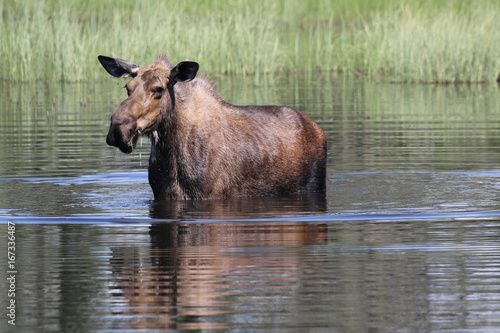 Moose in a lake  Alaska