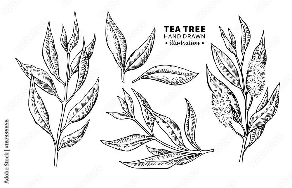 Tea tree vector drawing. Isolated vintage illustration of medical plant