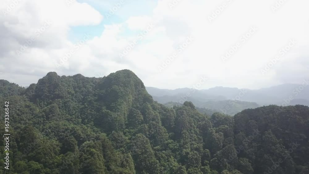 Tropical forest going to the distance, look around Tropical forest going to the distance, look around