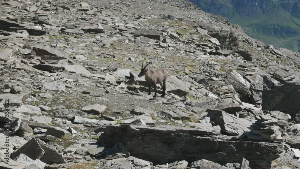 Female Ibex perched on rock looking at the camera with the Italian French Alps in the background. Female Ibex perched on rock looking at the camera with the Italian French Alps in the background.