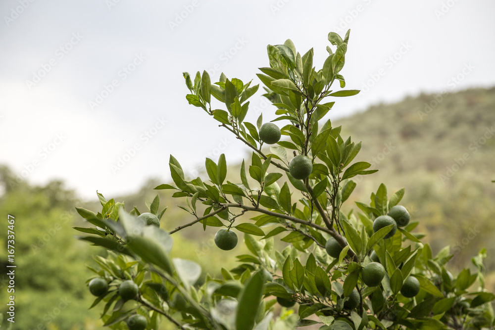Obraz premium Tangerines in the Open