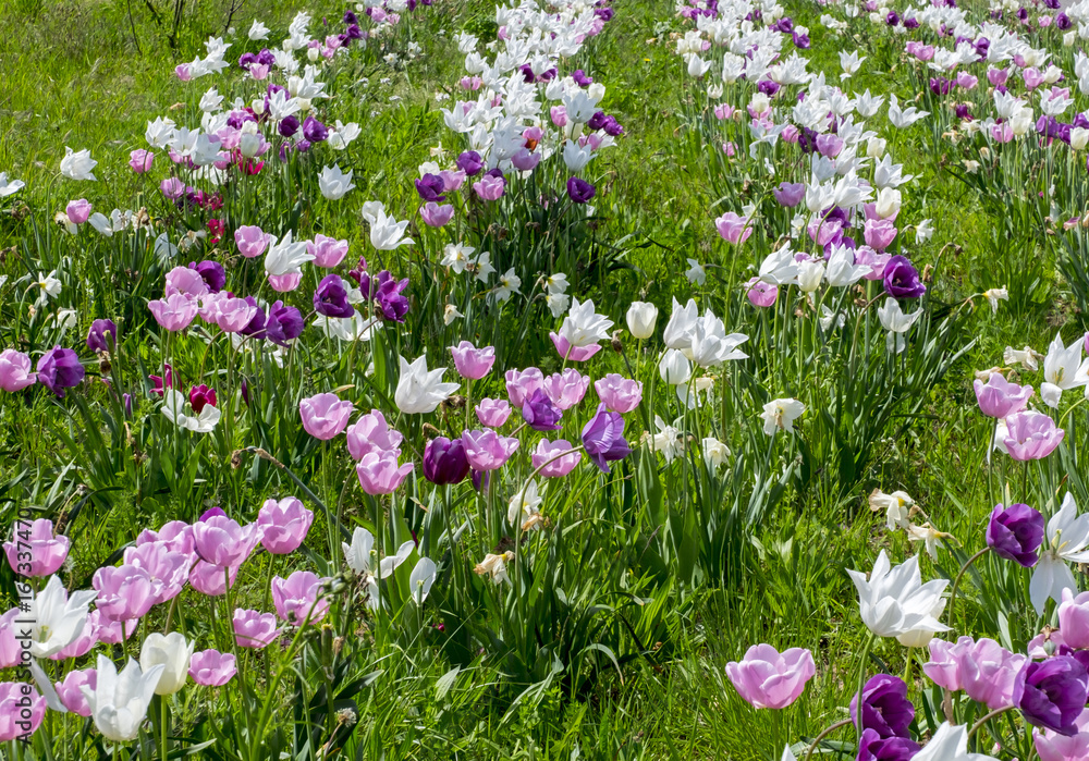 Naklejka premium Tulpen (Tulpia) auf einer Wiese