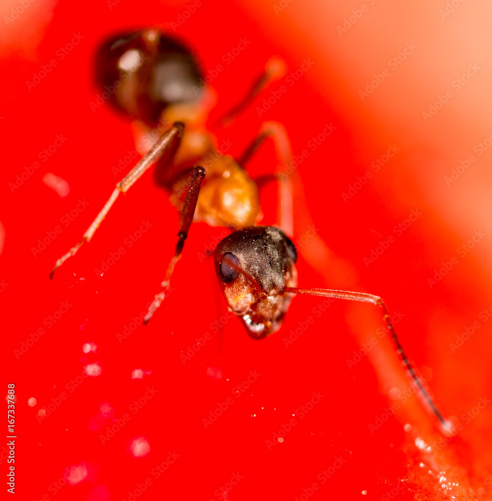 Fototapeta premium An ant on a red watermelon