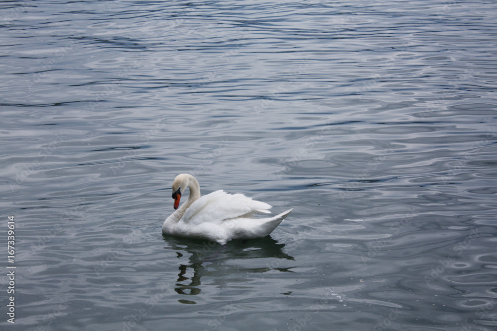 Fototapeta premium white swan